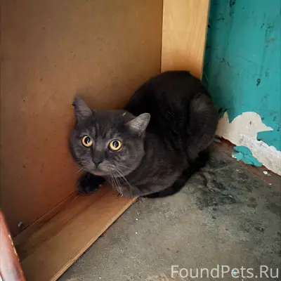 Найдена кошка, Печаткино
