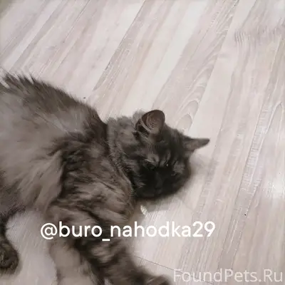 Найдена кошка, Бакарица, Аллейная 19
