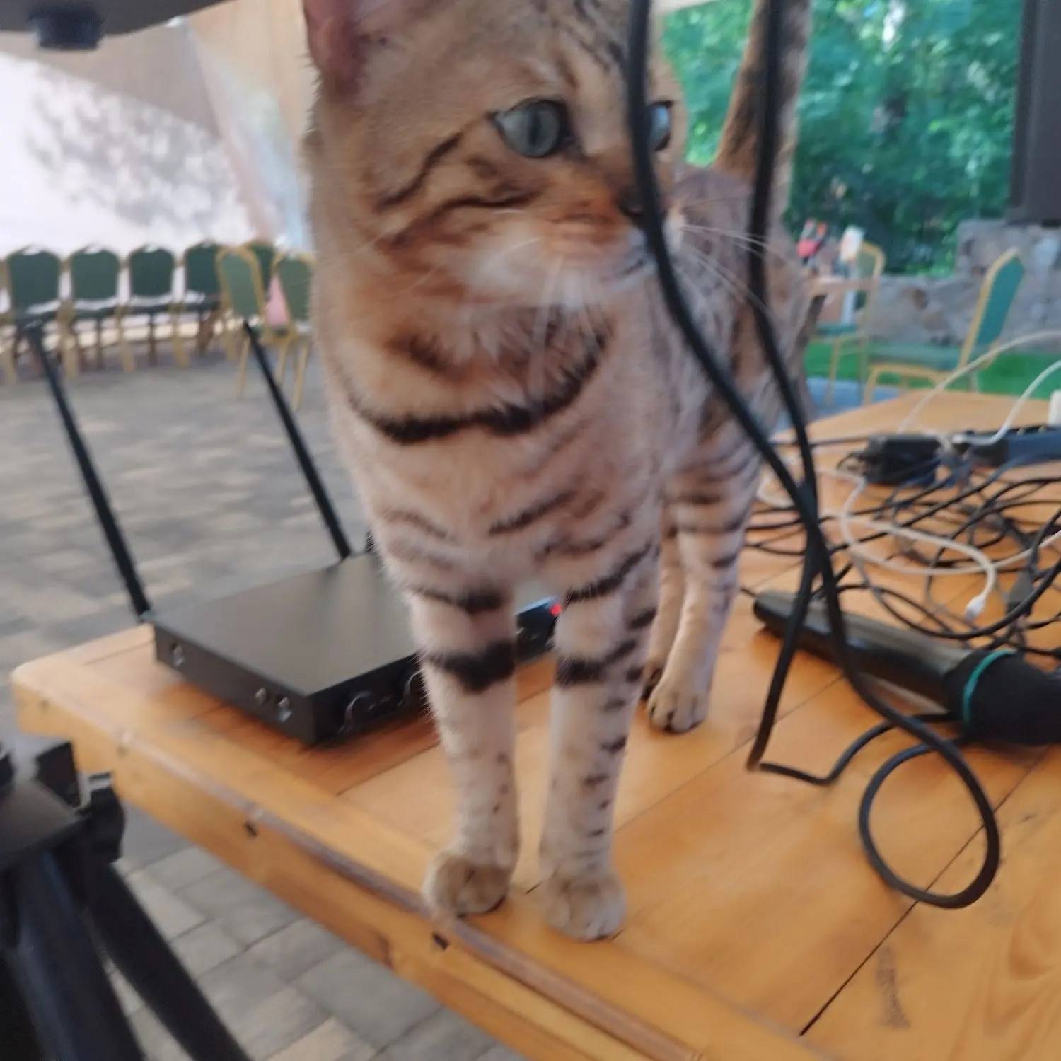 Найден кот Бенгал
