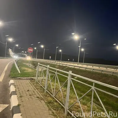 Пропала собака Мишель, трасса Воронеж