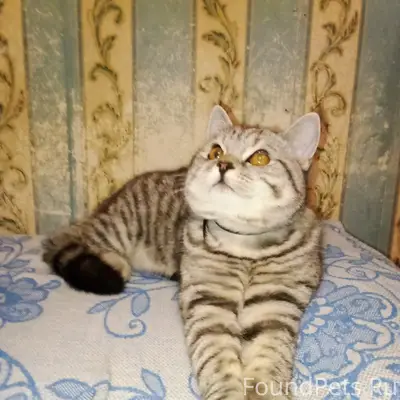 Пропал кот, Костромка