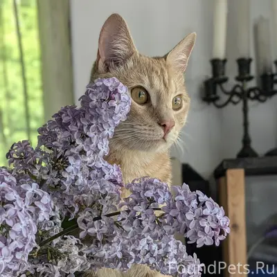 Пропал рыжий кот