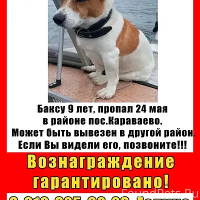 Пропал пёс Бакс