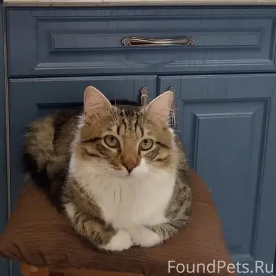 Пропал кот Федор, хутор Приазовка
