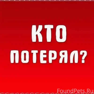 Найдена собака, район Горпищенко