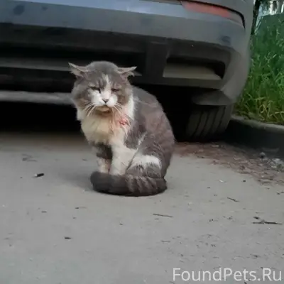 Найден пёс, Паши Савельевой