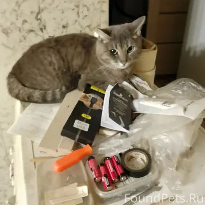 Пропала кошка, улица Чапаева