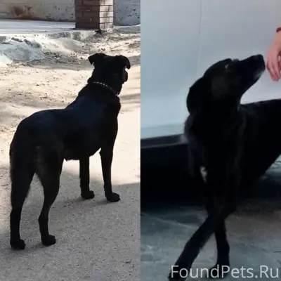 Пропала собака Рэя, 6-7 просека
