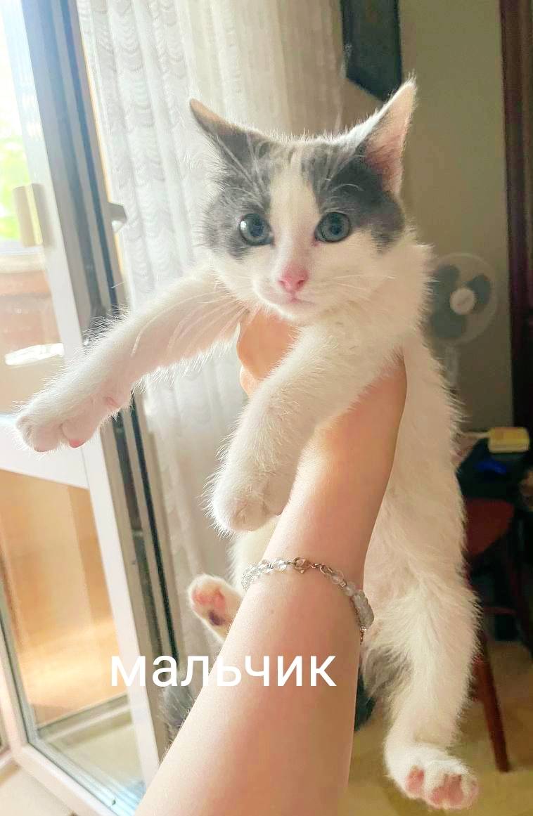 Найден котёнок-мальчик, Челябинск