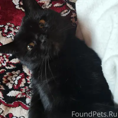 Пропал кот Муня, район городской