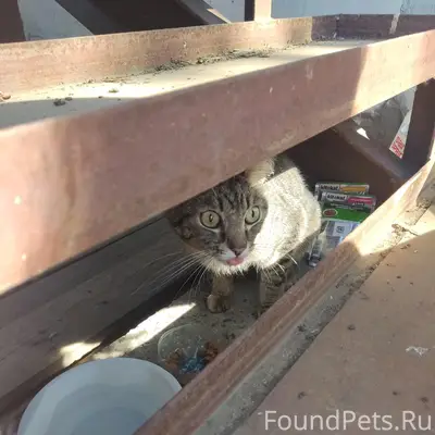 Найден кот, Фрунзенский рынок