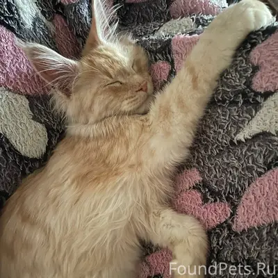 Найден мейн-кун, район Ватутино