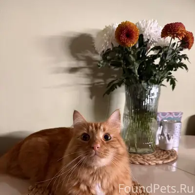 Пропал рыжий кот Кит, район ул. Садовой