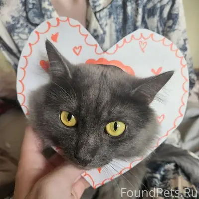 Пропал беспородный кот Скуф, улица Королёва