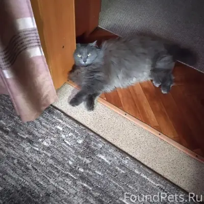 Пропала кошка Дымка, 101 квартал