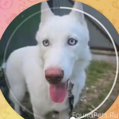 Пропала собака, белый окрас, 11а мкр.