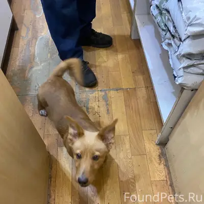 Найден щенок, Апатиты, улица Гайдара