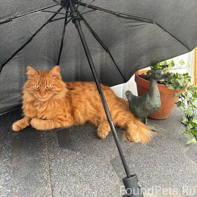 Пропал кот Марс, Центр