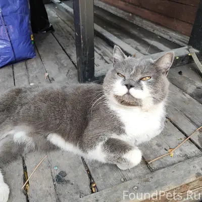 Найден кот, Ленинский район