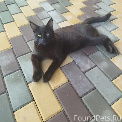 Пропал кот, 