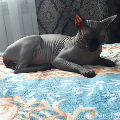 Пропал кот, за линеей