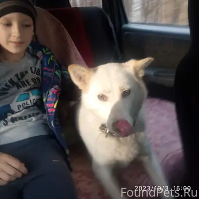 Пропала собака, была на ошейнике и цепи