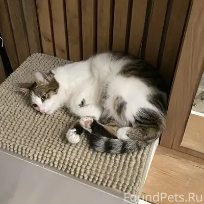 Пропала кошка Ася, ул. Лермонтова