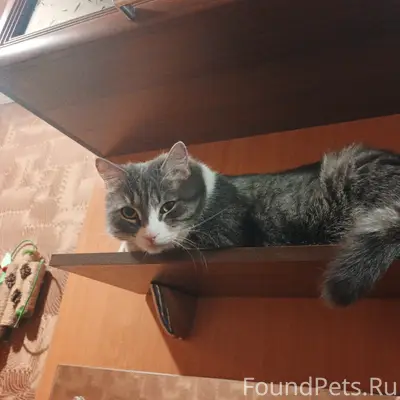 Пропал кот Сайтама, Пролетарский