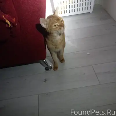Найдена кошка, Краснофлотская