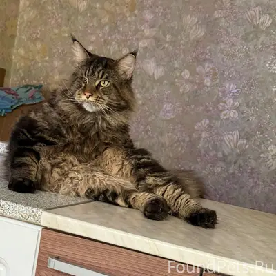 Пропал кот, ул. Велижская, 70