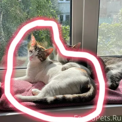 Пропала домашняя кошка Милка, район Гагарина