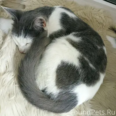 Найден кот, левый берег, посёлок Березки