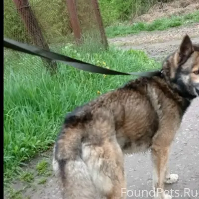 Пропал пёс, был в Знаменском лесопарке