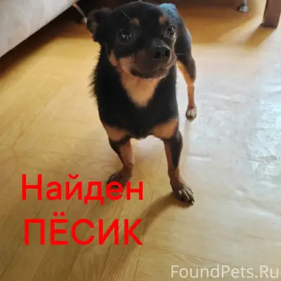 Найден метис чиха, Симферополь