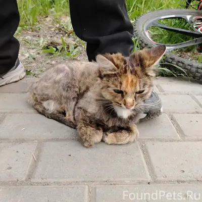 Найдена кошка, район Республиканской больницы