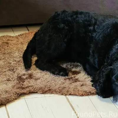 Пропал метис спаниеля, чёрный, Новосадовый