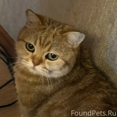 Пропал кот Савелий, улица Петровская