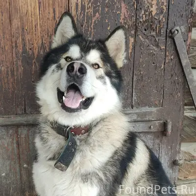 Пропал пёс Алтай