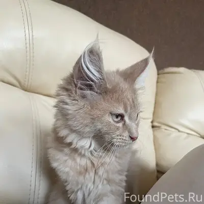 Пропал рыжий котёнок Персик, район Гамаюн