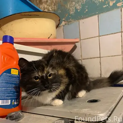 Найдена кошка, центральный район