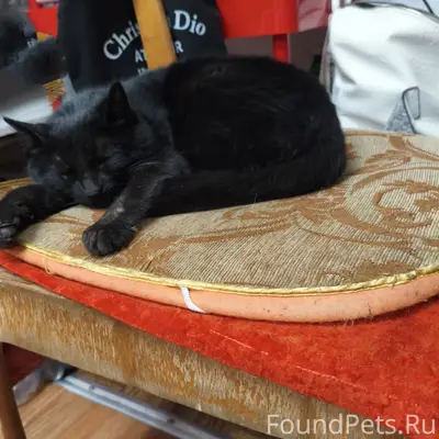 Найдена кошка, Гремячево