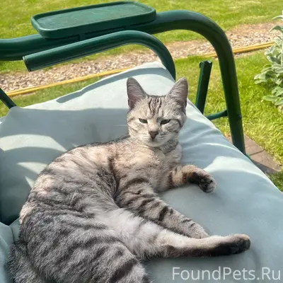 Найден кот, Чеховский район