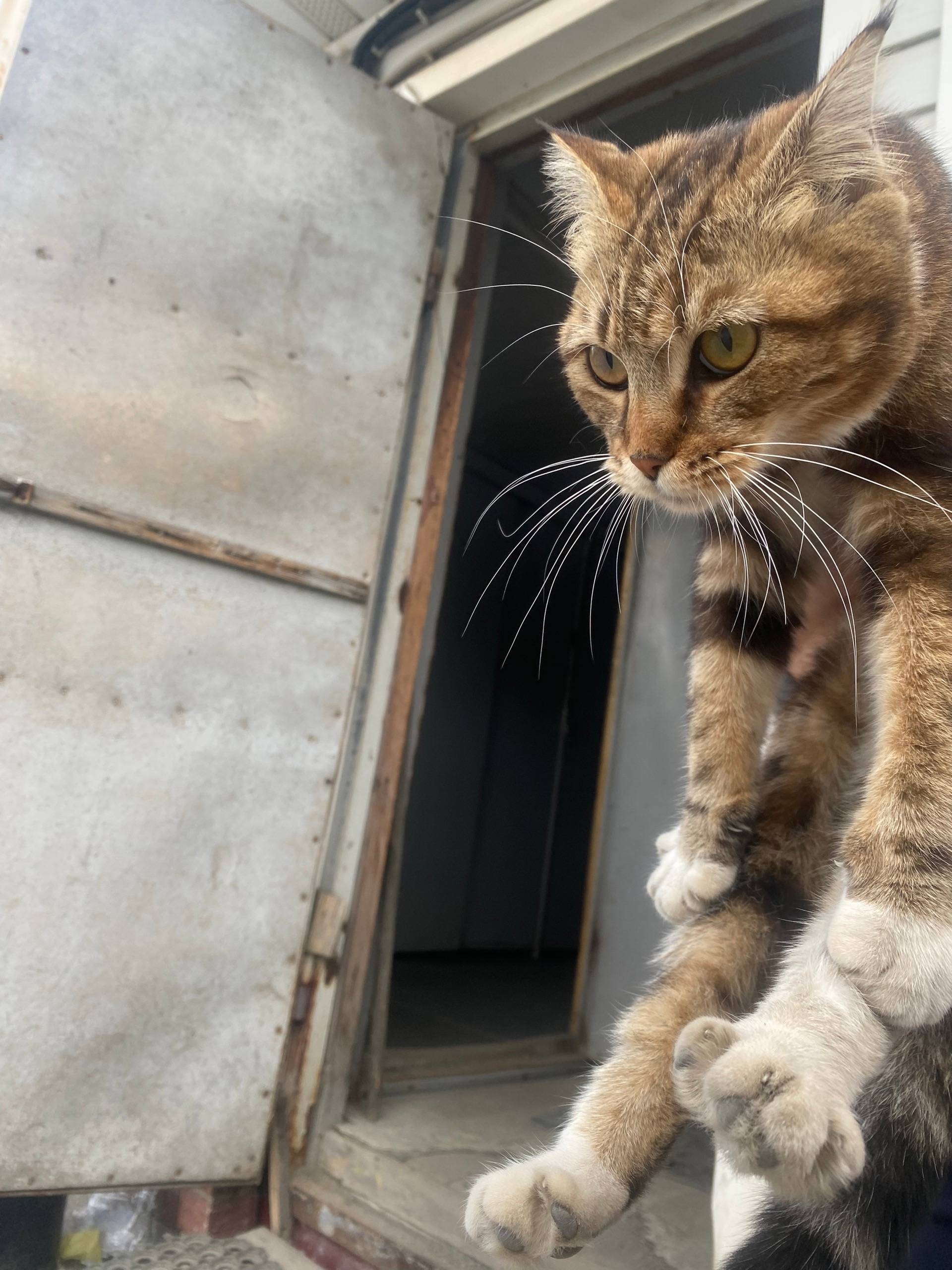 Найдена кошка, район Сельмаш