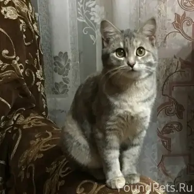 Пропала кошка, улица Луговая