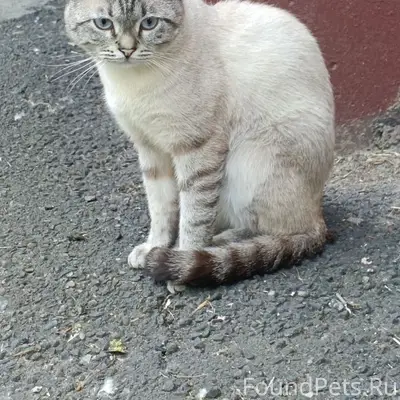 Найден кот, Проспект Дружбы