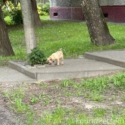 Найдена собака, Веденяпина, Нижний Новгород
