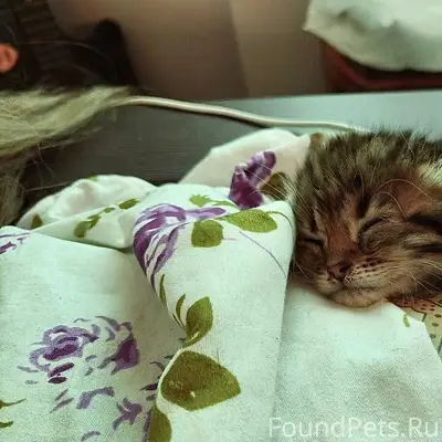Пропал котёнок Габи, район Опытной станции