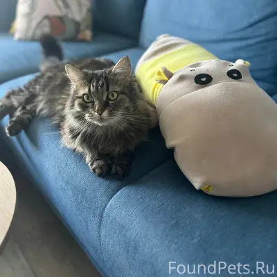 Найдена кошка, [место не указано]