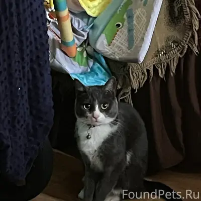Пропала кошка Майя, район Пугачева 1Б