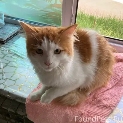 Найден кот, Ленинский район, Нижний Новгород